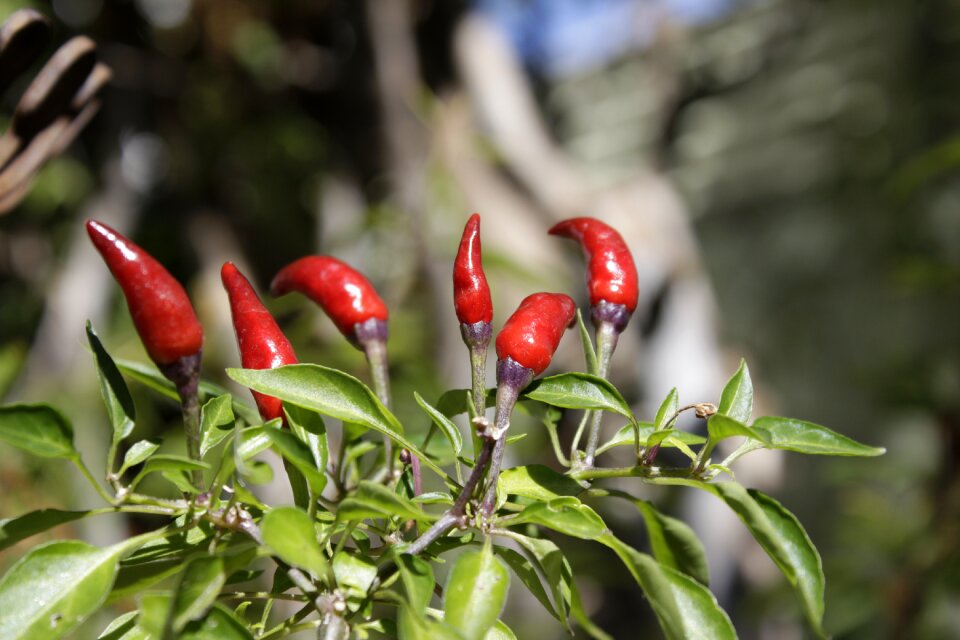 Pepper nature protection