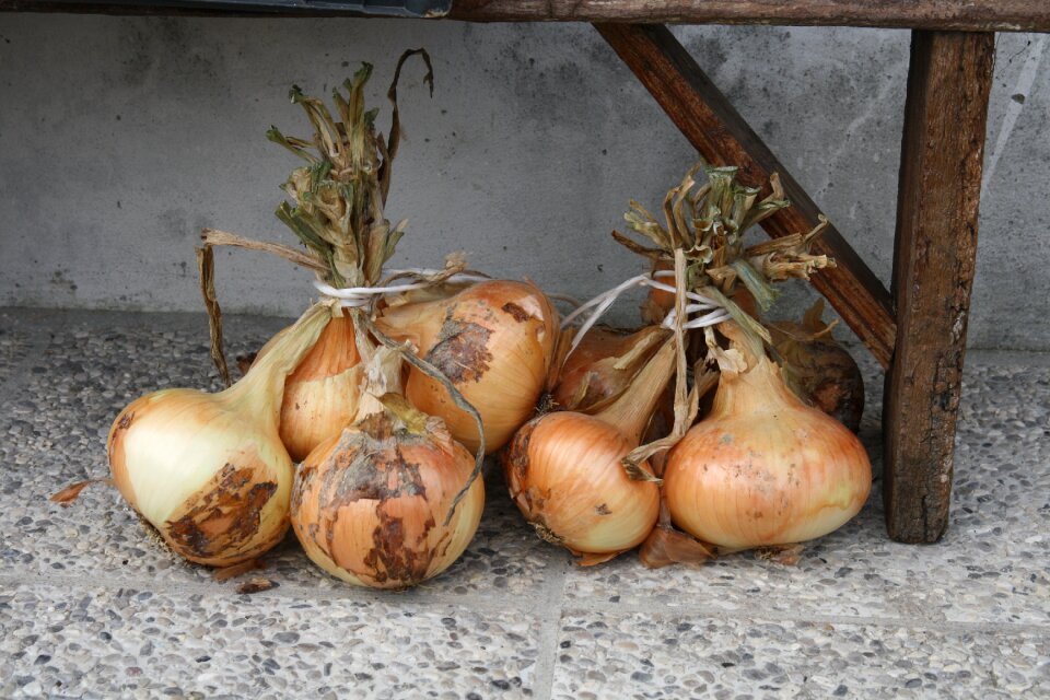 Onions bunch onions plant