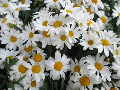 Bloom nature plant