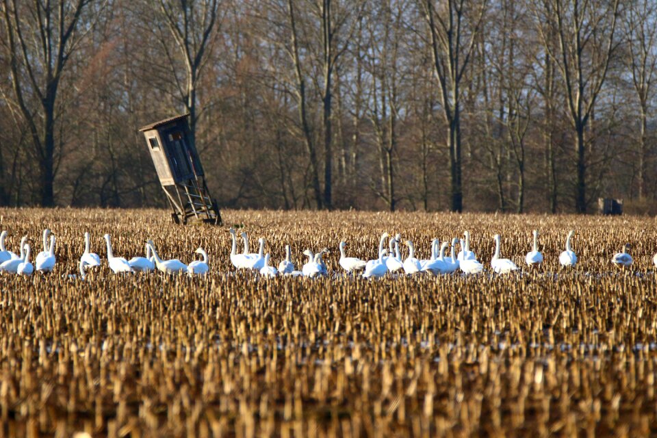 Arable field migratory bird