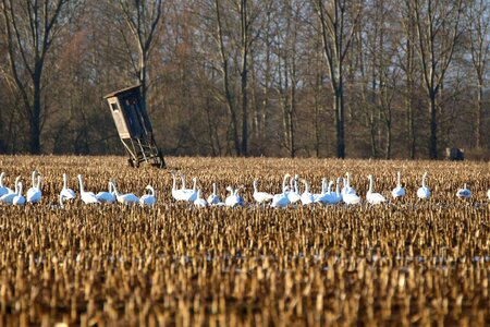 Arable field migratory bird