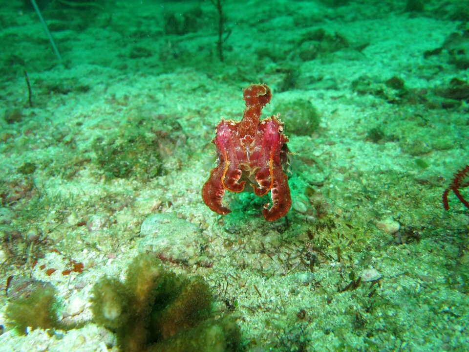Underwater wildlife sepia