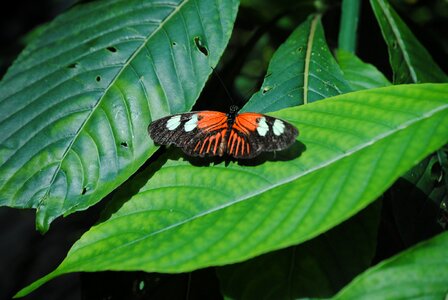 Key west butterfly sanctuary green key photo