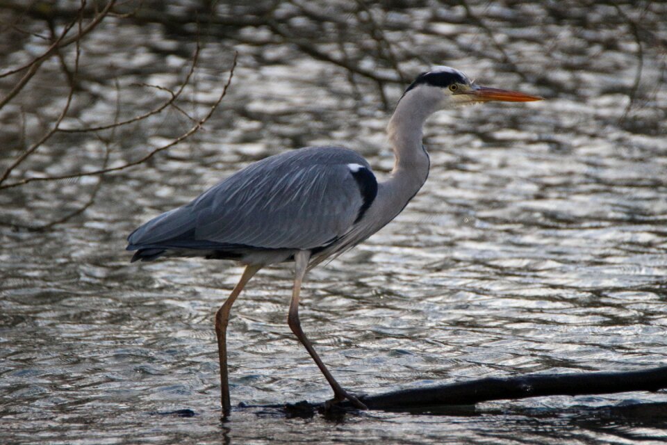 Water heron pond