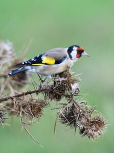 Bird carduelis flower