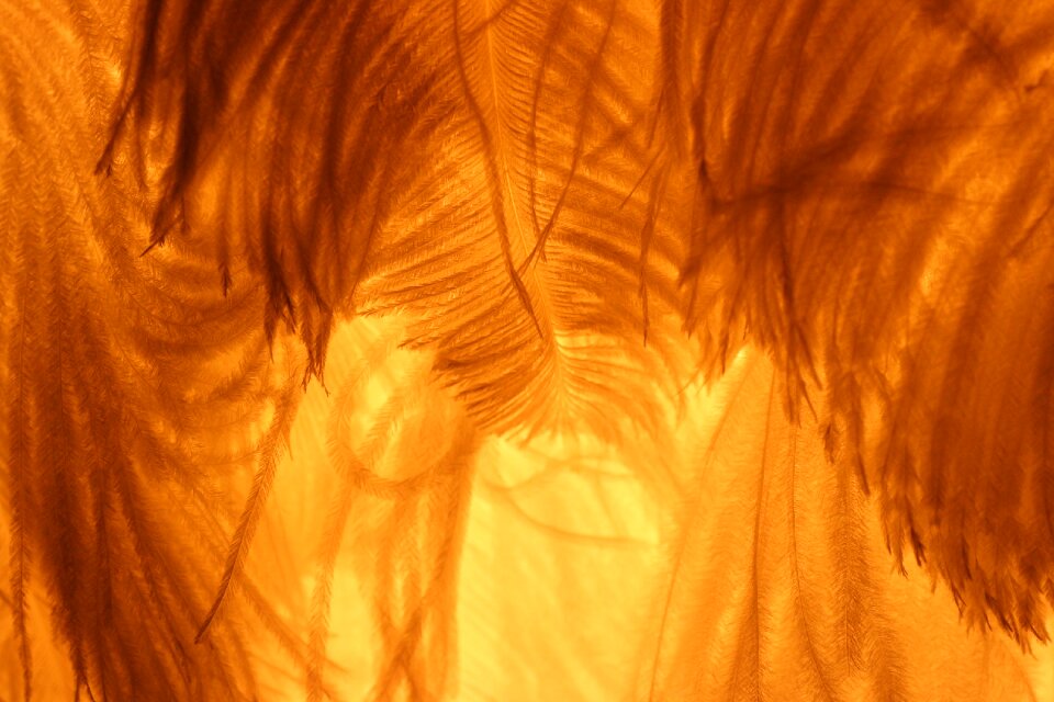 Lamp feather lighting