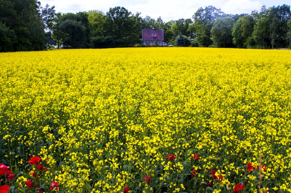 Bed landscapes spring