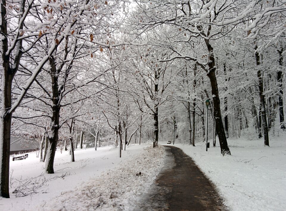 Winter landscape snowy landscape