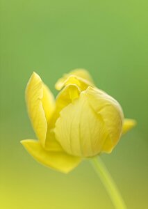Yellow spring plant photo
