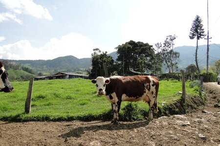 Nature cow farm
