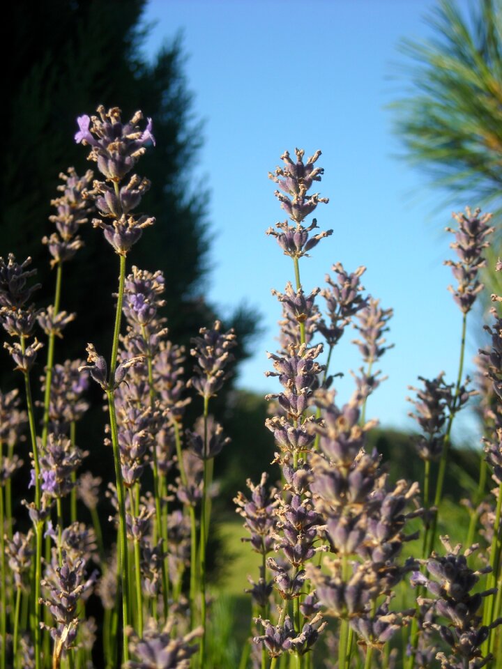 Nature plants