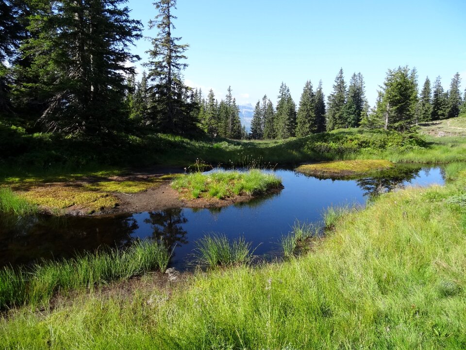 Water mountain meadow mountain forests photo