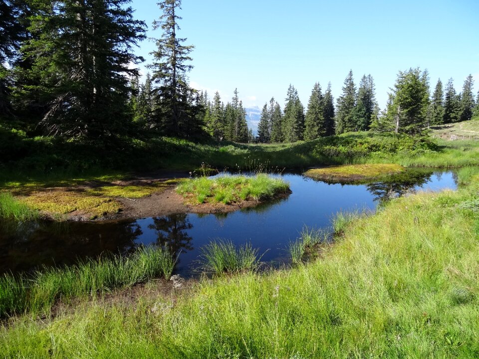 Water mountain meadow mountain forests