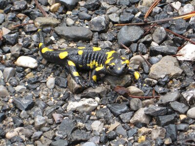 Amphibian yellow black photo