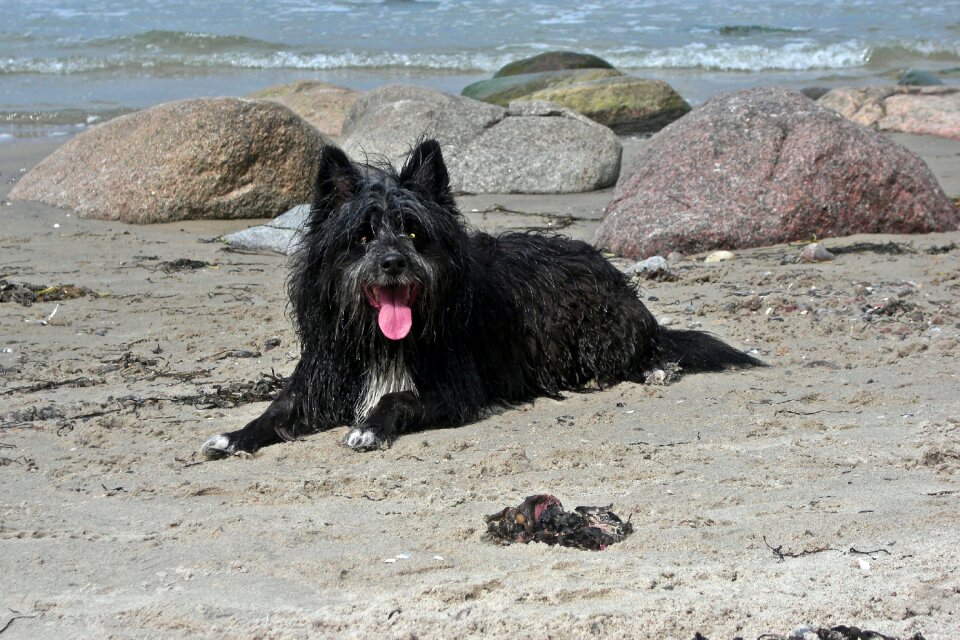 Beach wet black fur