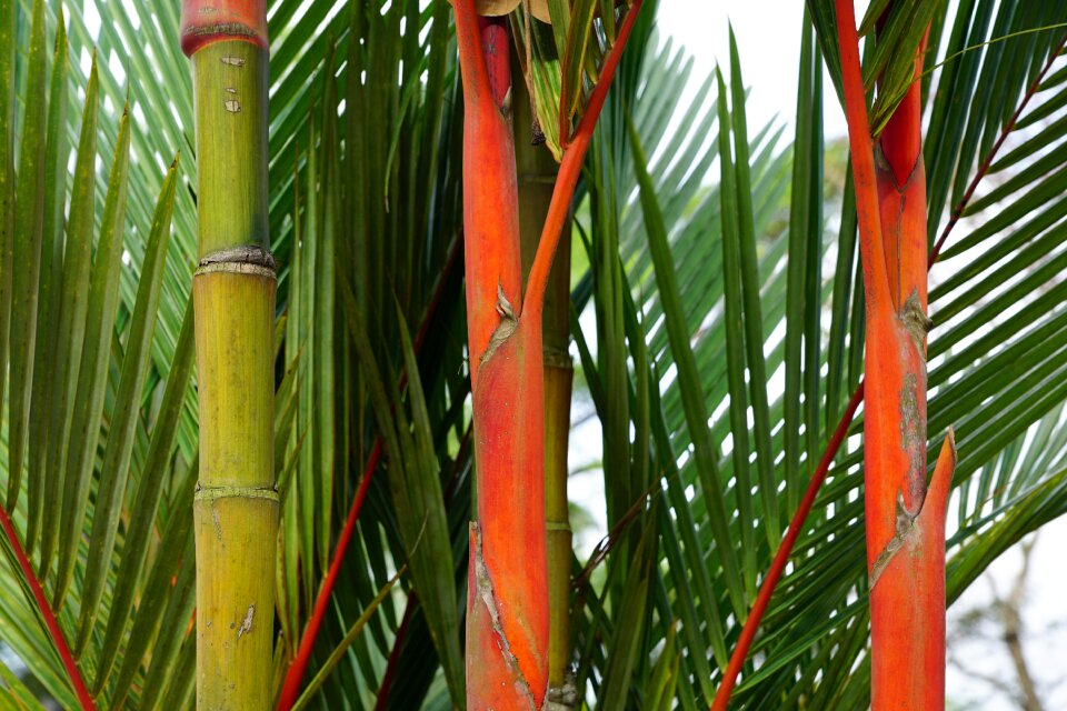 Bamboo plant green
