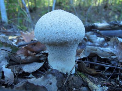 Mushroom forest autumn photo