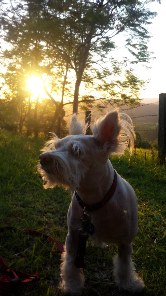Dignity best friend animal