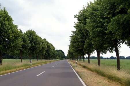 Avenue trees asphalt photo