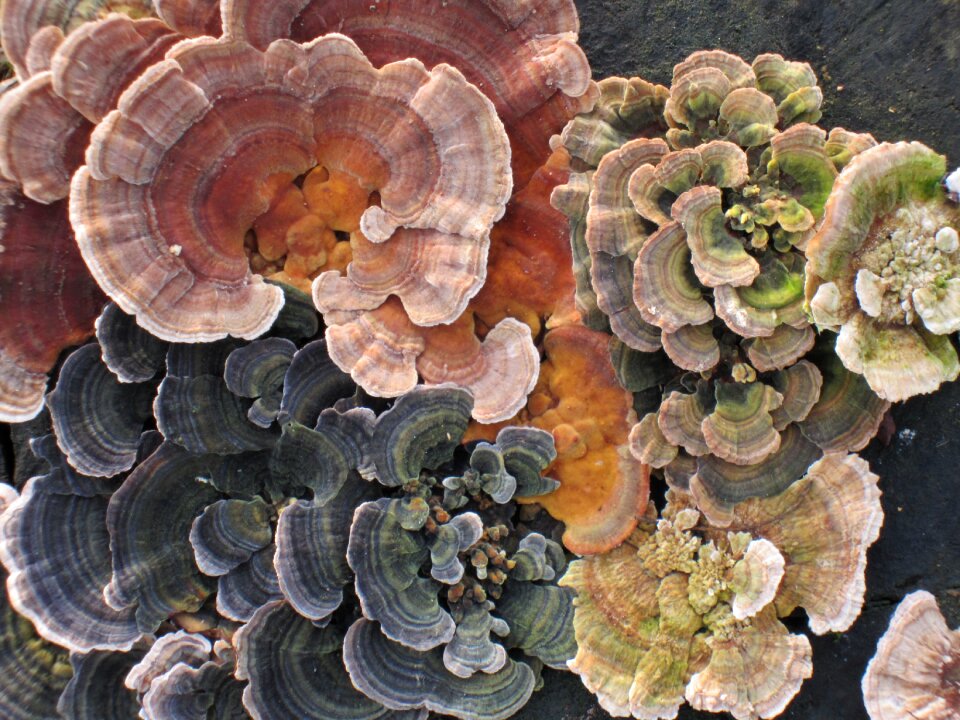 Nature mushrooms on tree tree fungus