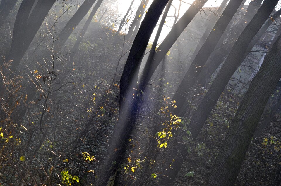Tree atmosphere sunshine