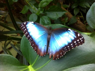 Butterfly tropical blue
