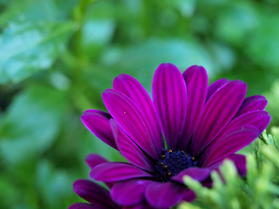 Plant natural flora