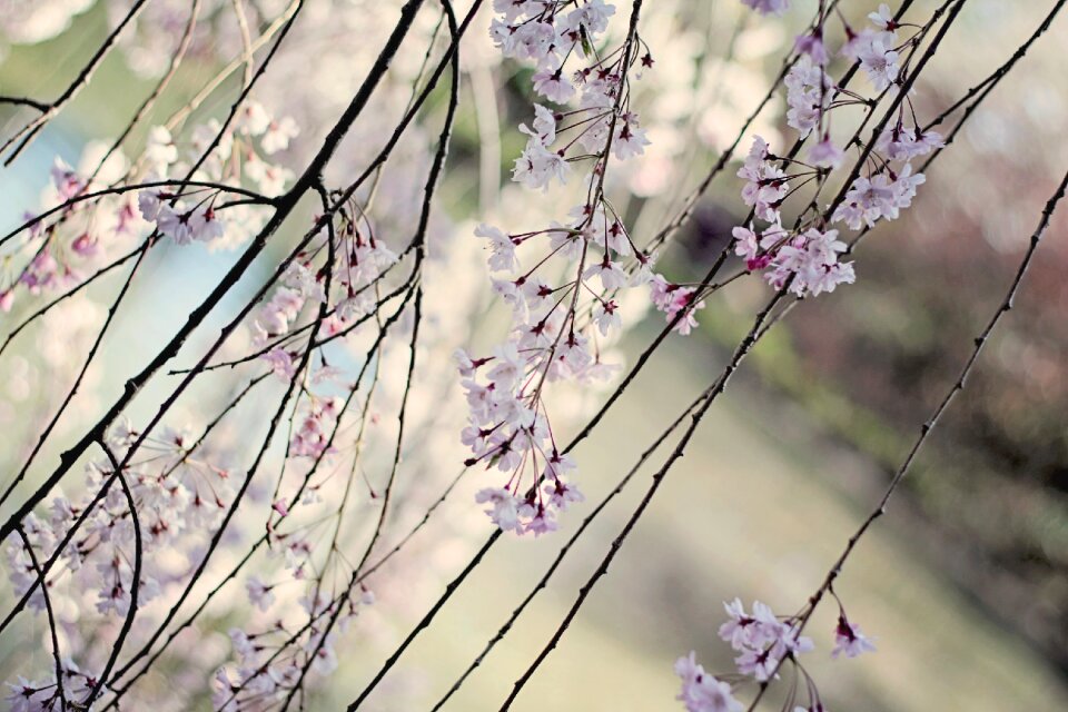 Spring pink blossom