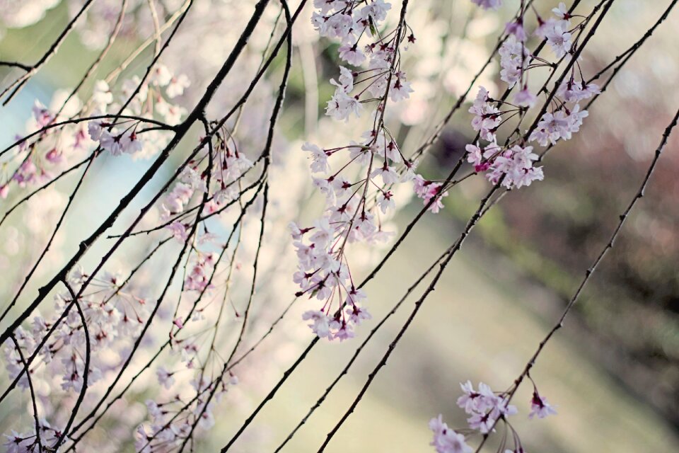 Spring pink blossom photo