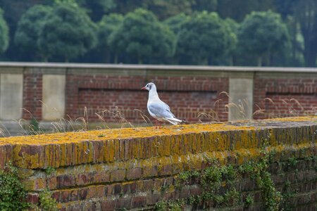 Park wall dove