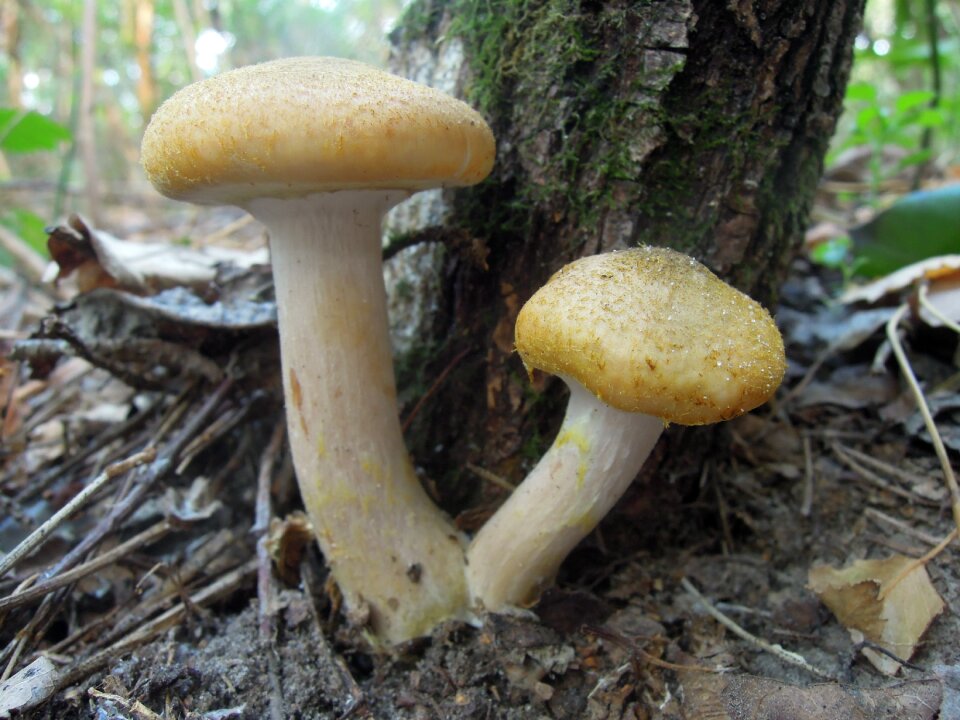 Mushrooms nature cap