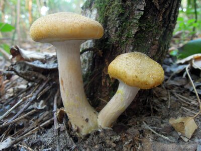 Mushrooms nature cap photo