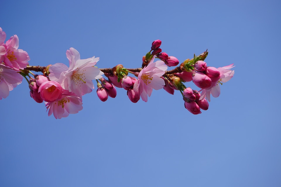 Branch japanese flowering cherry ornamental cherry