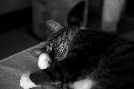 Domestic animal animal nap