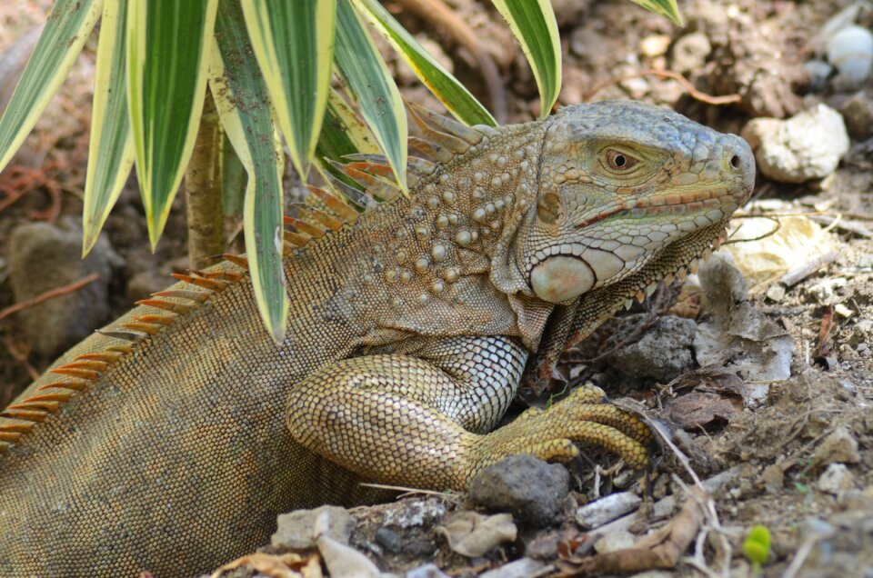 Lizard wild animals reptile