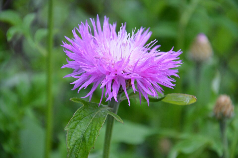 Astra flowers fauna