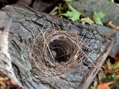 Gray egg gray eggs