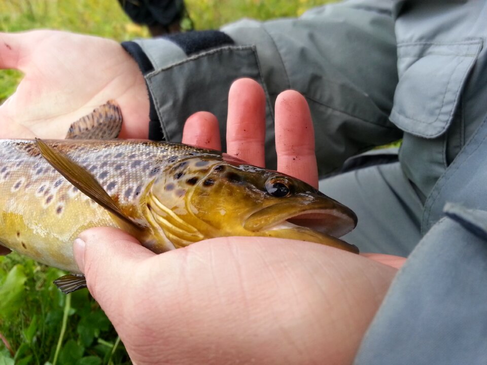 Food nature fisherman