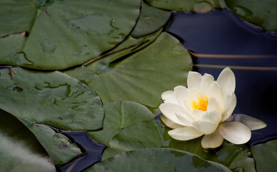 Nannufero flower pond