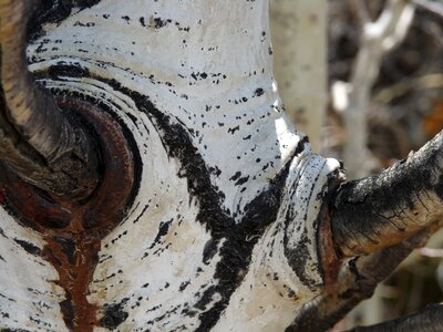 Colorado trunk bark