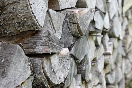 Tree firewood timber