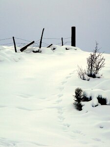Snow weather nature photo