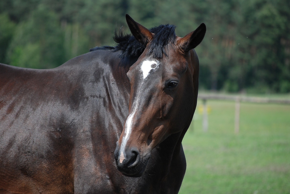 The head of a horse catwalk pony