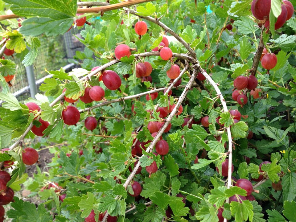 Fruit ripe sweet