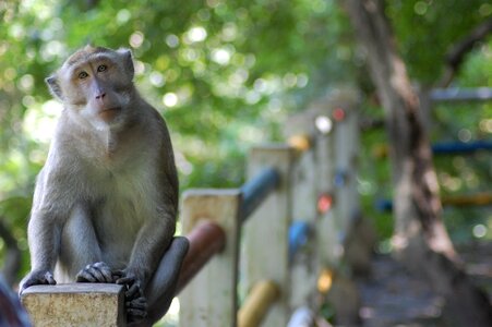 Central java indonesian animals