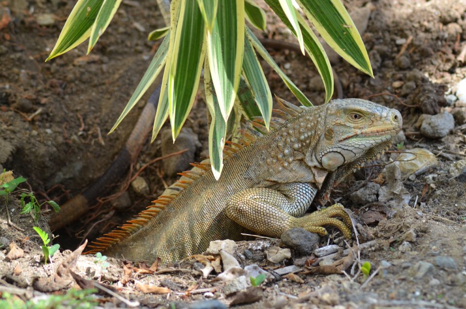 Lizard wild animals reptile