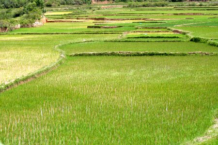 Agriculture plant landscape photo