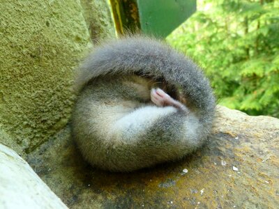 Furry sweet cuddly