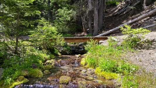 Flow forest wood photo