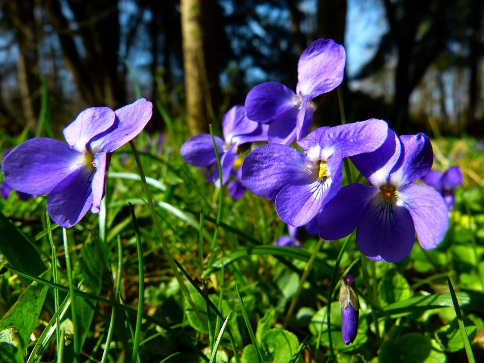 Purple plant flower